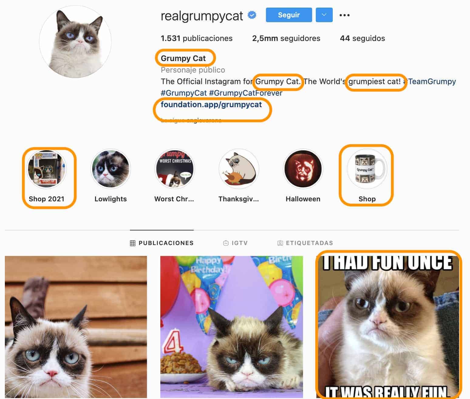pets instagram example
